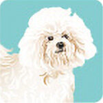 02bichon-frize-5180954