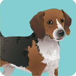 04beagle-4729614