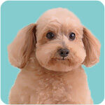 1toypoodl-7964751