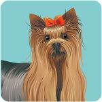 1yorkshire-terrier-3419068