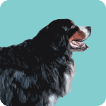 bernese-mountain-dog-1482502