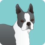 boston-terrier-7741891