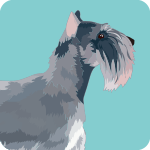 cairn-terrier-1327926