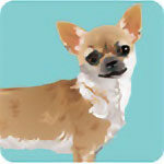 chihuahua_icon-3924313