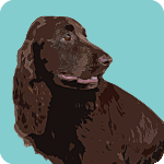 cocker-spaniel-1323481
