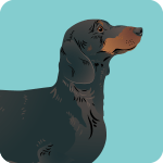 dachshund-2725871