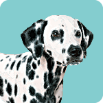 dalmatian-7305371
