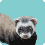 ferret-7586816