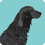 flat-coated-retriever-2281291