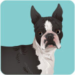 french-bulldog-5425538