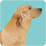 golden-retriever-9628715