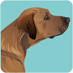 labrador-8150347