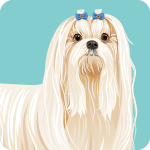 maltese01-8399494