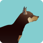 miniature-pinscher-8804852