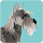 miniature-schnauzer-2518802