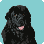 newfoundland-3304816