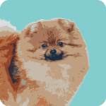 pomeranian-7140370