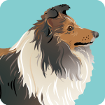 shetland-sheepdog-3250205