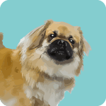 tibetan-spaniel-7717503