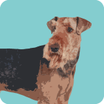 wire-fox-terrier-5410677