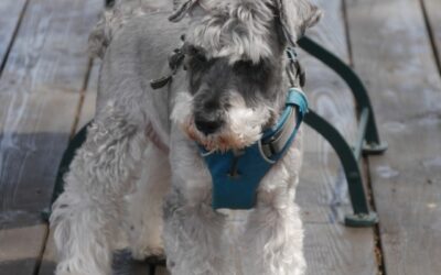 2024年版 獸醫師解說 犬的黑色素瘤是什麼病?症狀、治療費用與預後