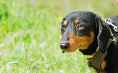 2024年版 獸醫師解說 如果愛犬患上椎間盤突出,應該怎麼辦?