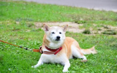 狗狗掉毛的原因是什麼?有什麼方法能改善?可以在家治療嗎?