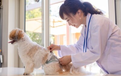 2024年版 獸醫師解説 狗狗頻尿的原因是?壓力?副作用?特別是高齡犬需要特別注意!