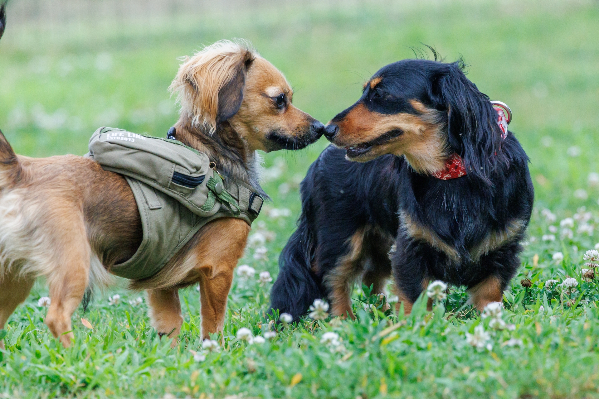 愛犬の笑顔のためにも本当にいいものを届けたい