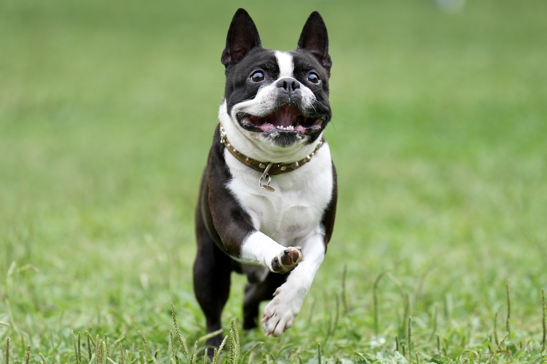 愛犬の笑顔のためにも本当にいいものを届けたい