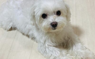 2024年版 獸醫解析 犬瓣膜性心臟病是什麼?症狀、壽命及治療費用解說