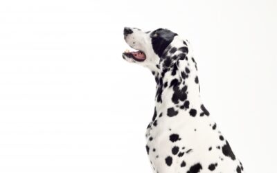 2024年版 犬的尿石症原因是什麼?有哪些不能吃的食物?治療需要處方飼料嗎?