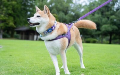 2024年版 獸醫師監修:狗的食物過敏能治癒嗎?檢查費用、飼料選擇及症狀詳解