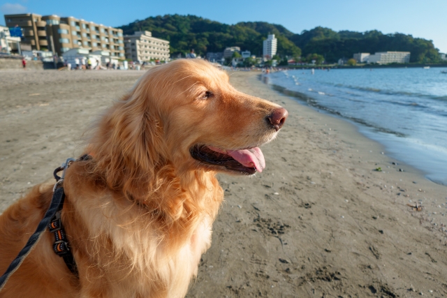 黃金獵犬