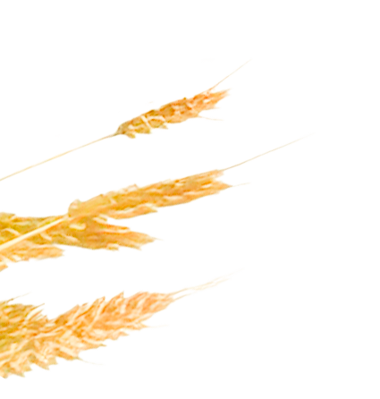 LPS原料麥田