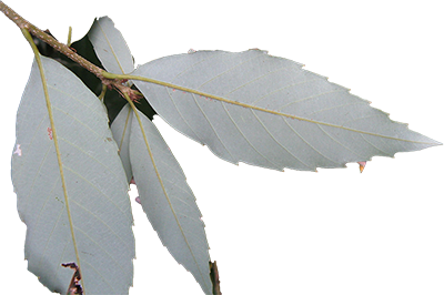 尿石通 白背櫟 URAJIRON 泌尿保健
